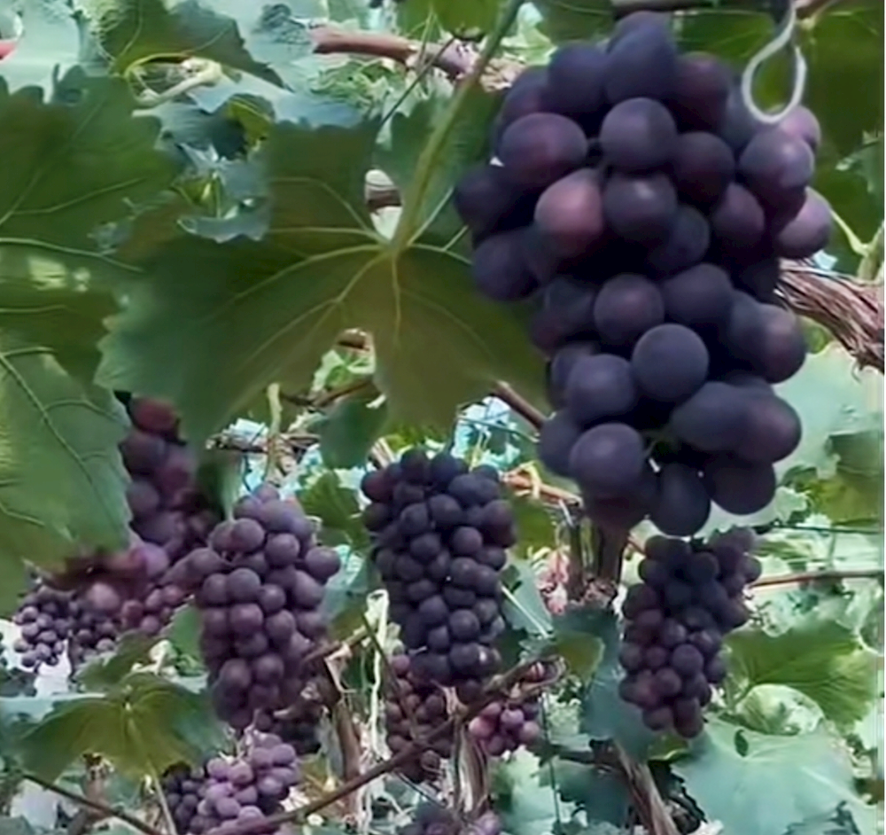 冯家葡萄采摘园：生态精耕育佳果